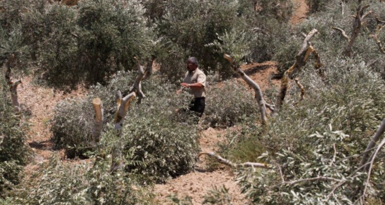 Filistinlilere ait 800 bin zeytin ağacı İsrail saldırılarında yok oldu