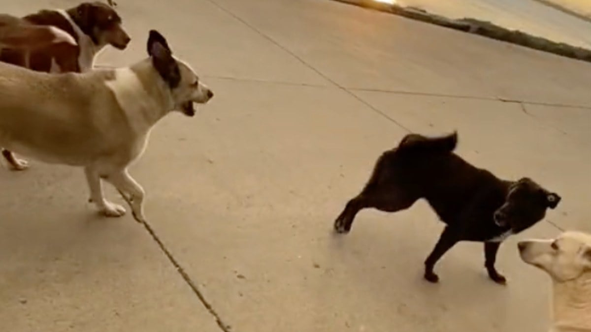 Genç kız sevdiği sürü köpeğin saldırısına uğradı: O anlar…