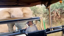 Güney Afrika’da fil, turistlerle dolu safari aracına saldırdı