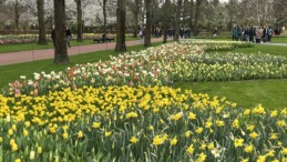 Hollanda’da Keukenhof lale bahçesi ziyarete açıldı