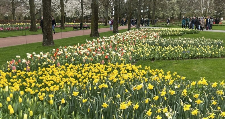 Hollanda’da Keukenhof lale bahçesi ziyarete açıldı