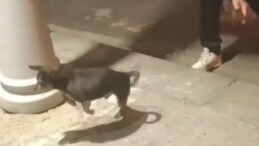 İstanbul’da bir genç elektrik kaçağını yavru köpekle test etti