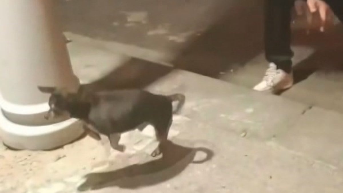 İstanbul’da bir genç elektrik kaçağını yavru köpekle test etti