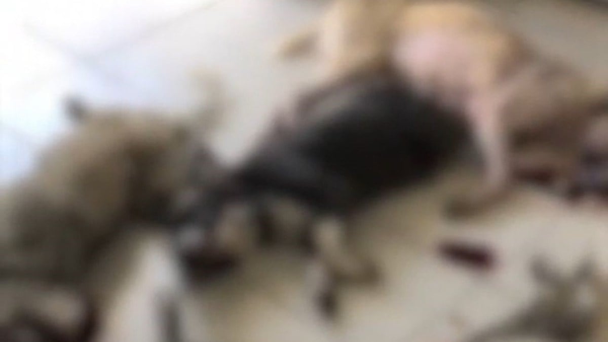 İzmir’de barınaktaki onlarca köpek telef oldu