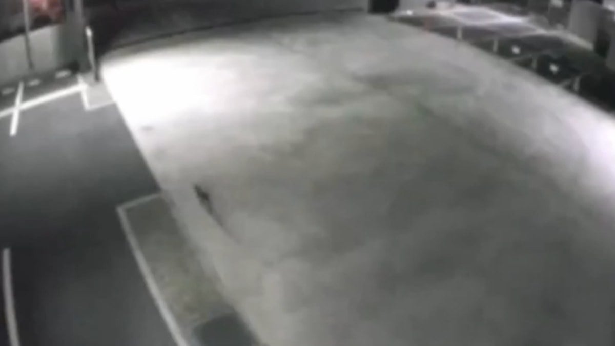 Japonya’da kimyasal tanka düşen kedi alarmı