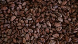 Kakao üretimi yetersiz kaldı: İthalatına sınırlama getirildi! Fiyatlar zirve yaptı