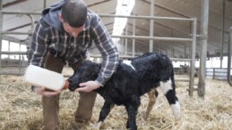 Kanada’daki çiftlik, ineklerin metan gazına karşı önlem alıyor