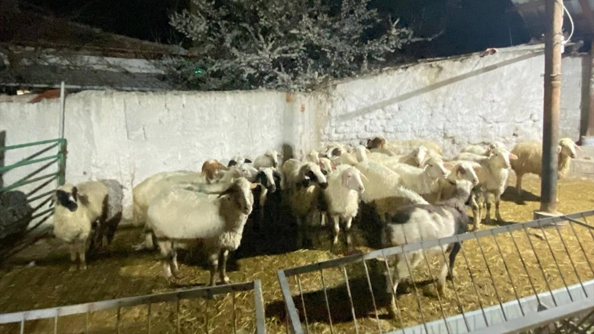 Konya’da kuzeninin 30 küçükbaş hayvanını çalıp sattı