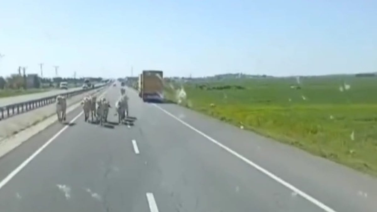 Mardin’de kaza yapan tırdaki büyükbaşlar kara yoluna indi