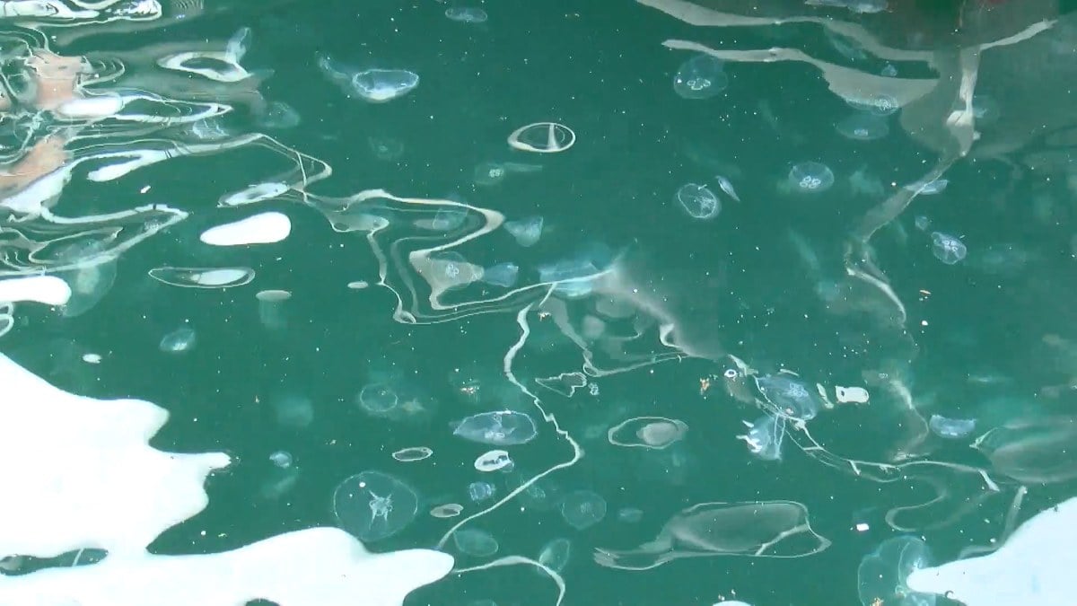 Marmara Denizi’nde denizanaları arttı! Yenide müsilaj tehlikesi bulunuyor