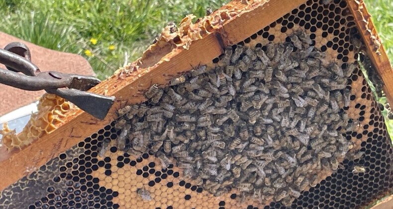 Mevsim değişikliği arıcılığa zarar verdi! Kış yaşanmayınca arıların ömrü kısaldı