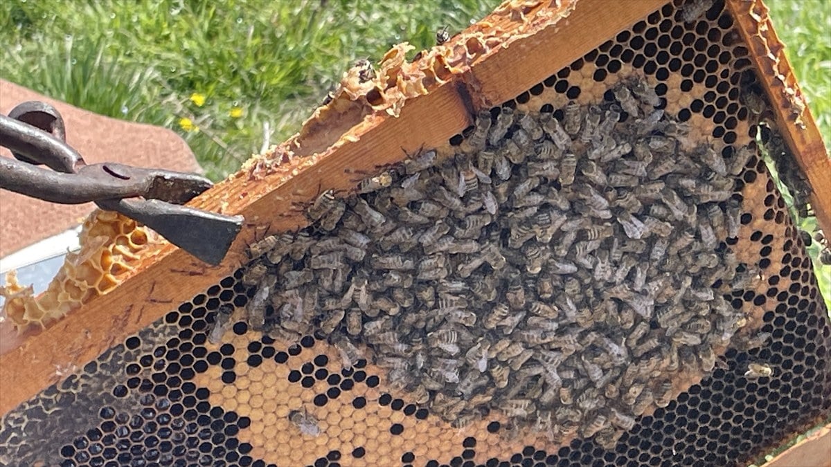 Mevsim değişikliği arıcılığa zarar verdi! Kış yaşanmayınca arıların ömrü kısaldı