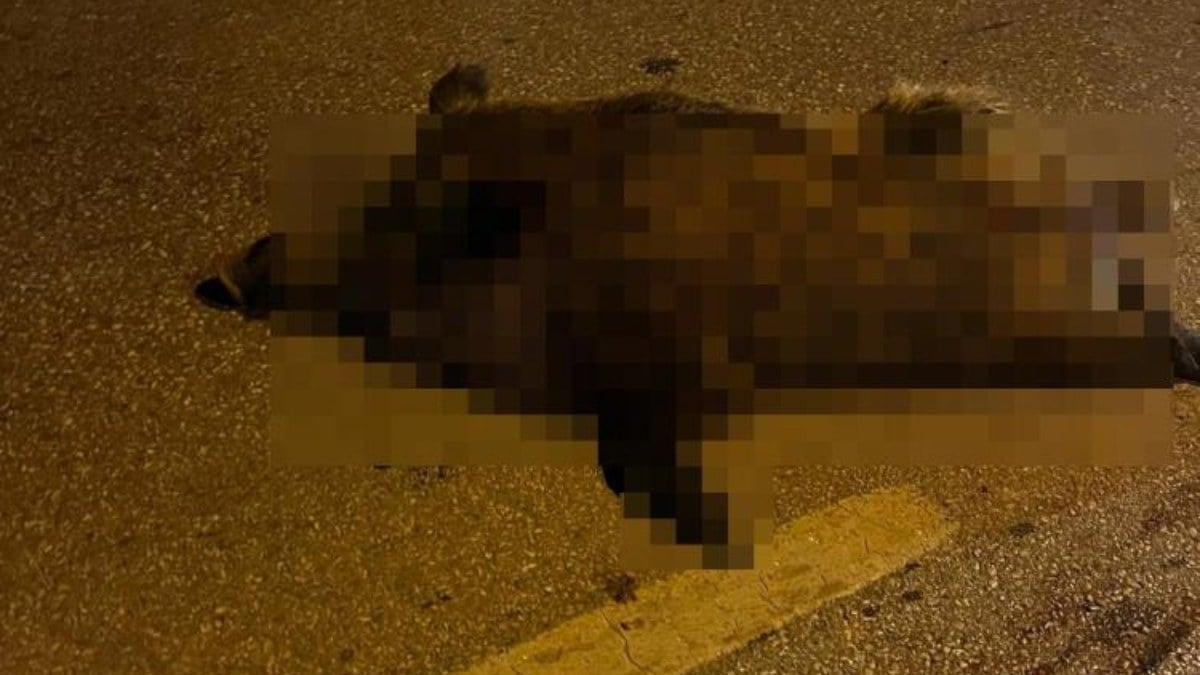 Muğla’da yaban domuzu zincirleme kazaya neden oldu: 2 yaralı