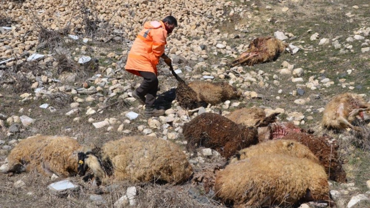 Muş’ta besicinin 80 koyunu telef oldu