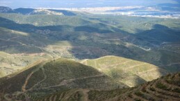 Orman Mühendisleri Odası: Türkiye’nin orman varlığı korunuyor! Yanan alanlar maksadı dışında kullanılmıyor