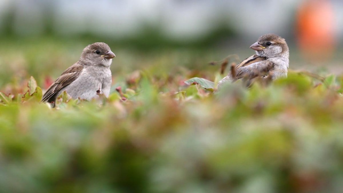 Pakistan’da serçeler için sayım yapılacak