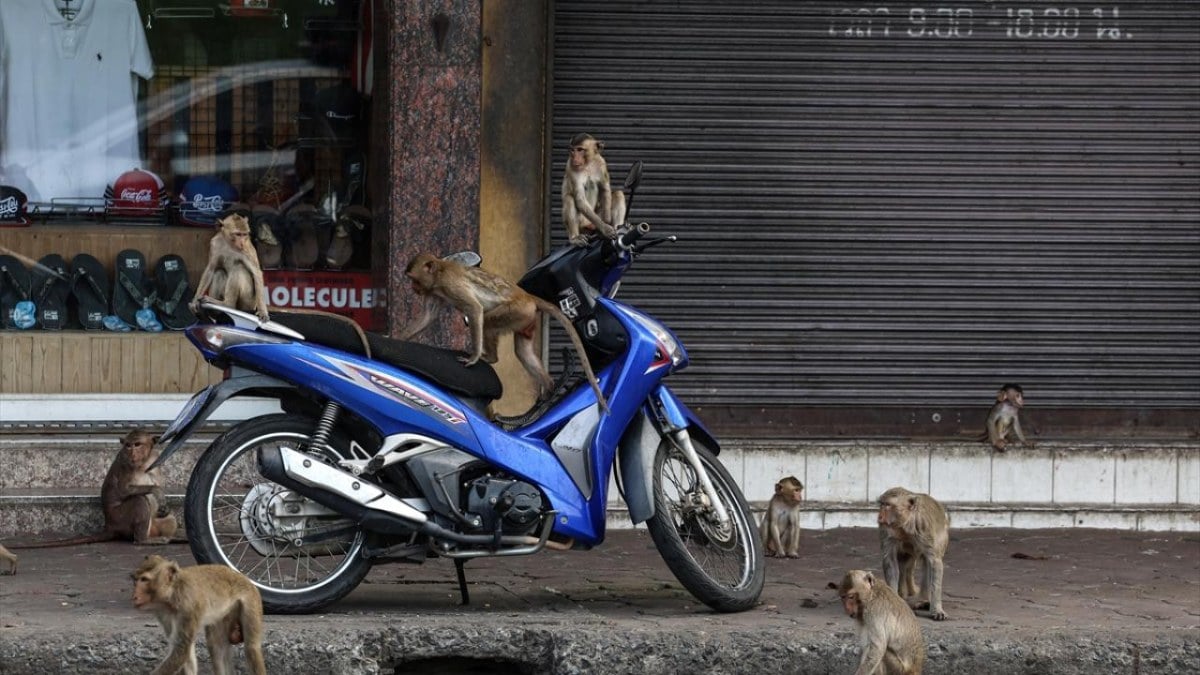Tayland’da maymunların istila ettiği şehir: Dükkanlar kepenk kapattı