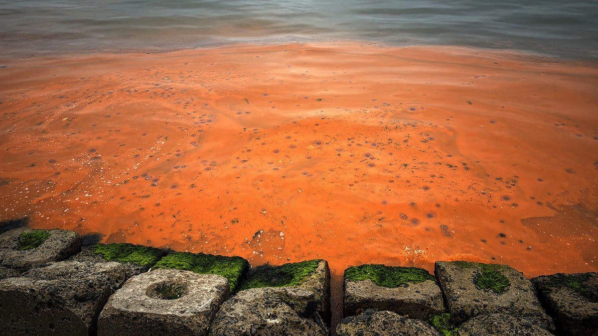Tekirdağ’da şaşırtan görüntü: Kıyılar turuncu renge boyandı