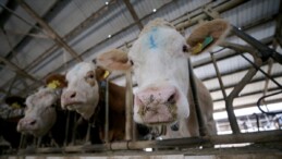 Toplanan inek sütü miktarı ocakta yükseldi