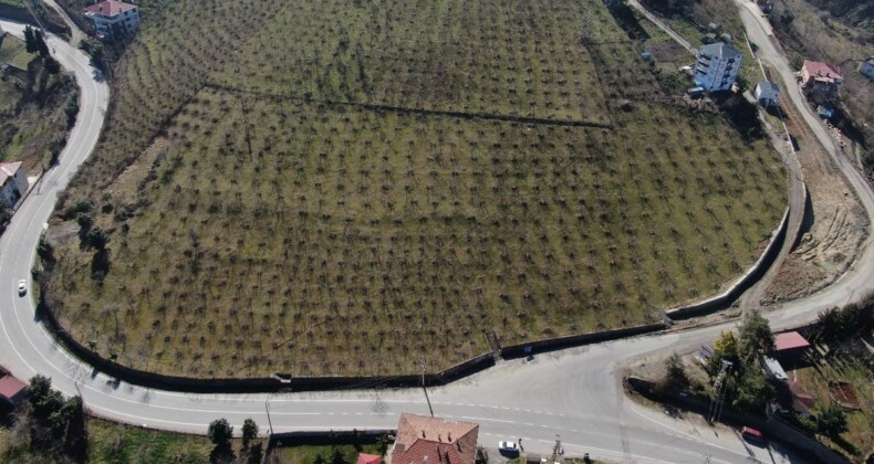 Trabzon’da üreticiler tedirgin: Hava sıcaklıkları fındık verimini düşürebilir