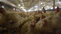 Türkiye’de tavuk eti üretimi yüzde 6 arttı