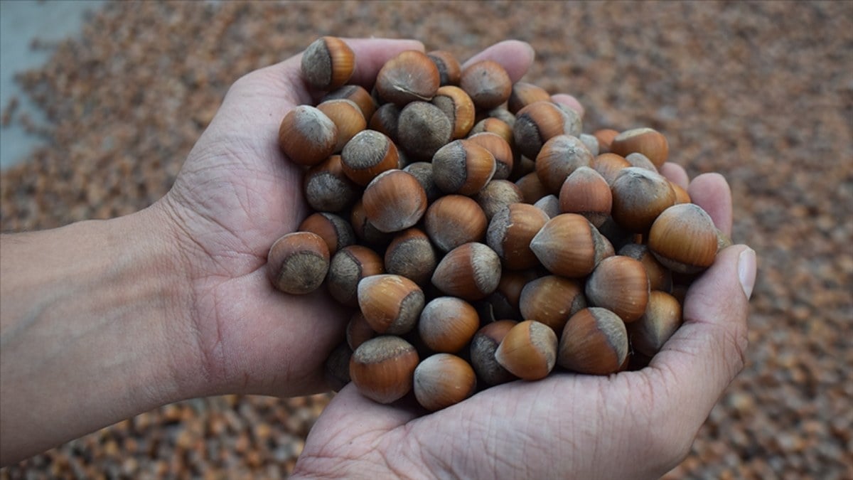 Türkiye’nin 6 aylık fındık ihracatı 1,2 milyar doları aştı