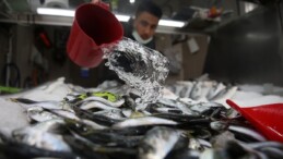 Yakalanan istavritler yasal boyun altında kalıyor! Balıkçılar istavrit avının yasaklanmasını istiyor