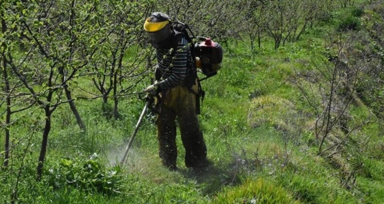 Yaşlı fındık bahçeleri gençleşiyor! Daha çok ürün daha fazla kazanç