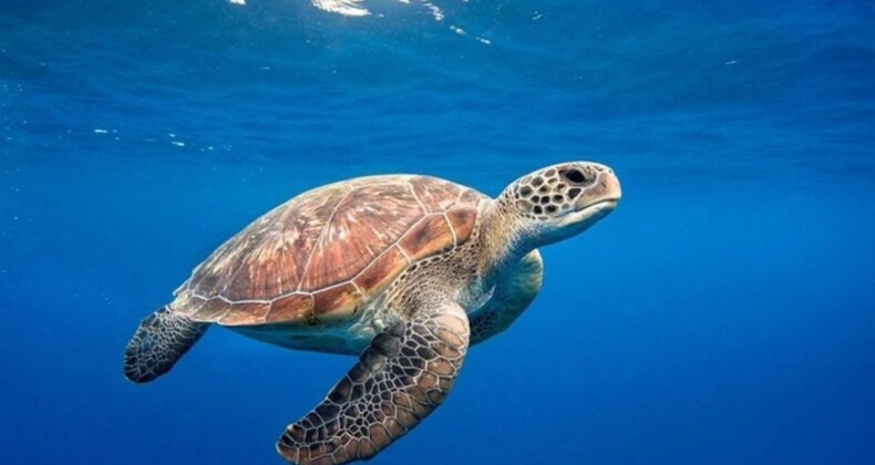 Zanzibar’da deniz kaplumbağası yiyen 9 kişi hayatını kaybetti