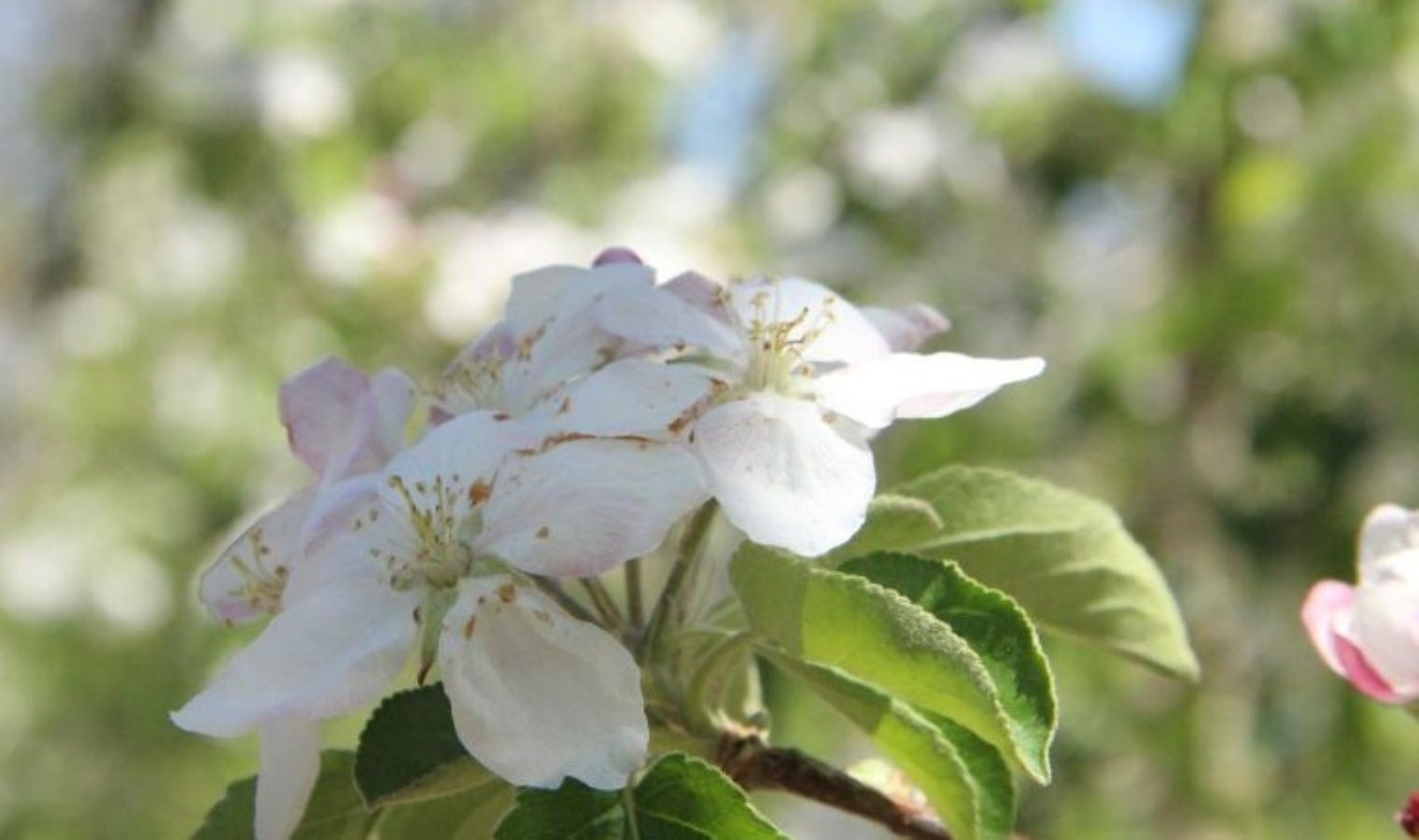15 milyon ağaç tıpkı anda çiçek açtı: 750 bin ton rekolte bekleniyor