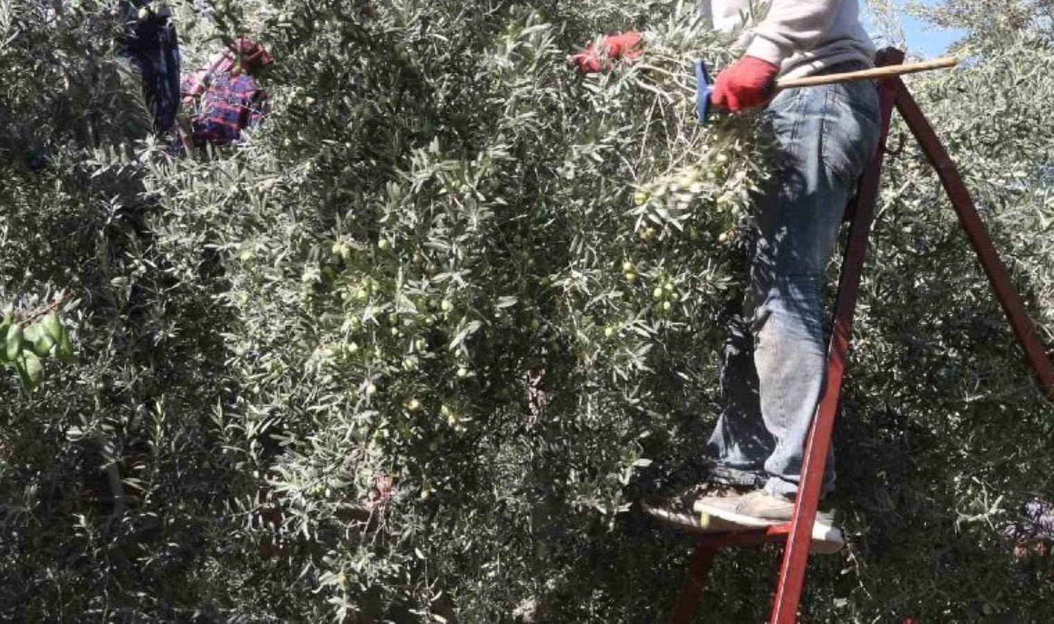 15 milyon ağaçla üretim yapılıyor: AB Kurulu kayıt altına aldı