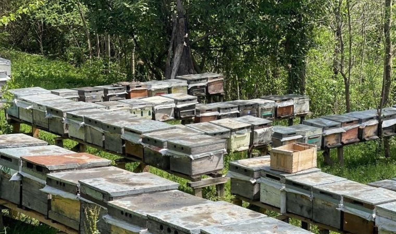 2 bin 300 rakımda üretiliyor: Kilosu 2 bin 500 TL…