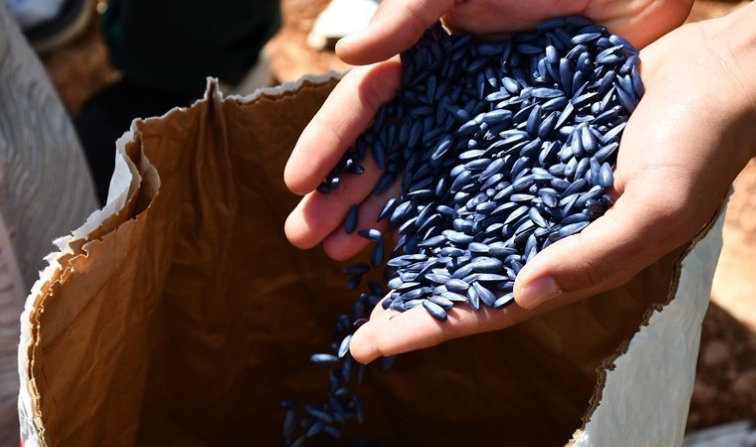 40 dönümlük alanda hasat başladı: Liseli öğrenciler yetiştirdi….