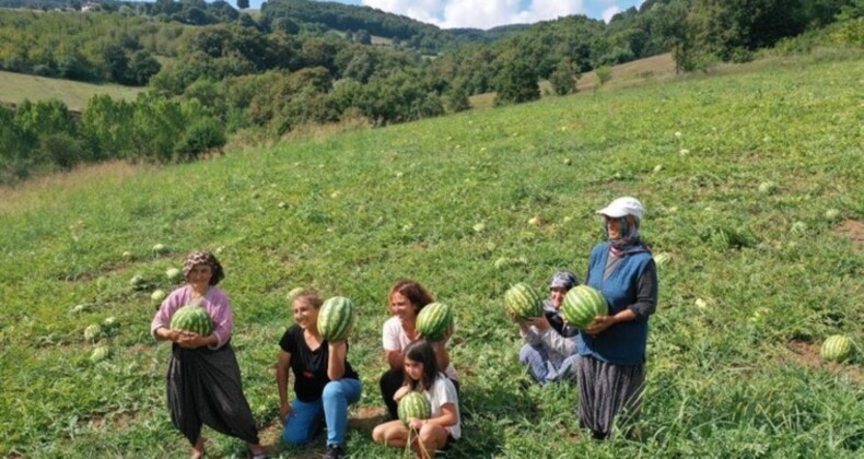 650 dekarda üretiliyor: Sadece Kandıra’da yetişiyor…C vitamini deposu!