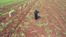 Adana’da birinci hasat başladı: 300 bin ton rekolte bekleniyor