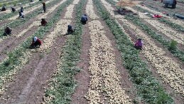 Adana’da turfanda hasat başladı: Tarlada kilosu 20 TL