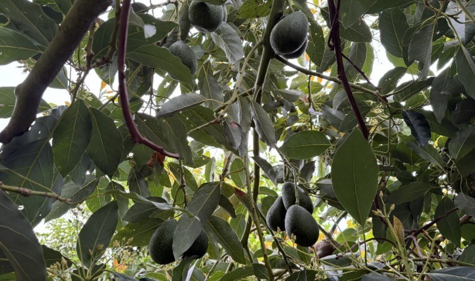 Alanya’da hasat ediliyor, yüksek kâr getiriyor! Gaye 100 milyon adet üretim