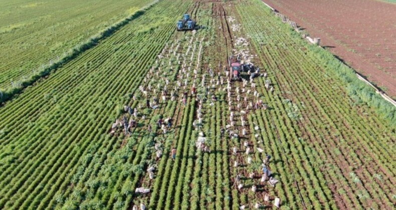 Amik Ovası’nda hasat sona eriyor: Tonu 1300 TL’den toplanıyor….