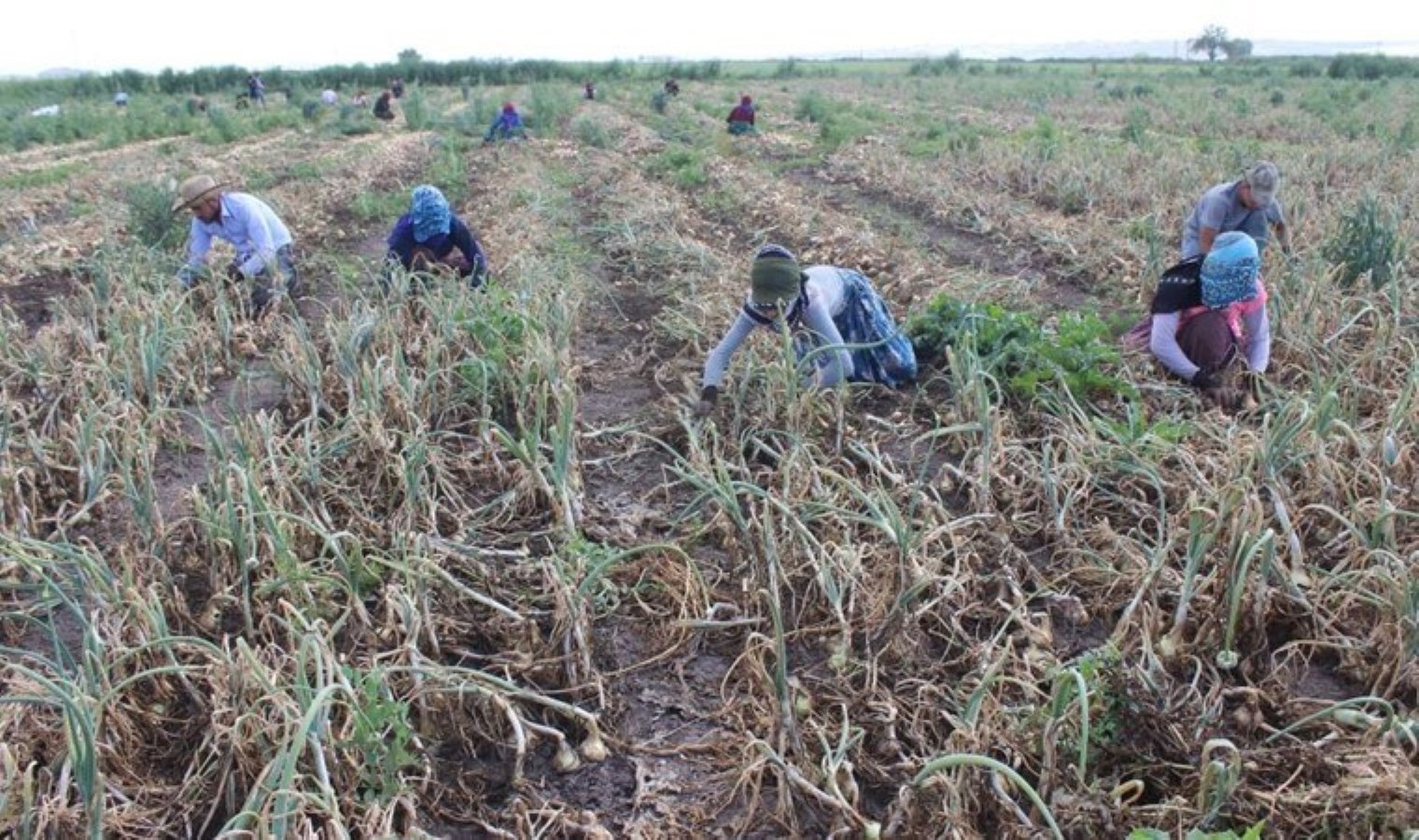 Amik Ovası’nda şiddetli hasat sabahın birinci ışıkları ile başlıyor: Tarlada 17 TL’den alıcı buluyor