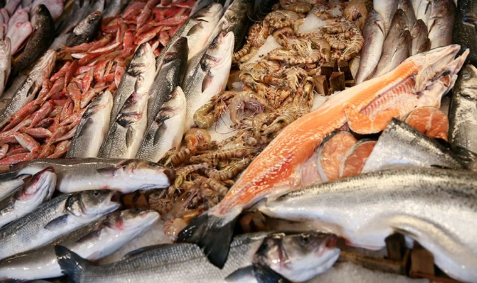 Antalya balık avı dönemini 529 ton ile kapattı