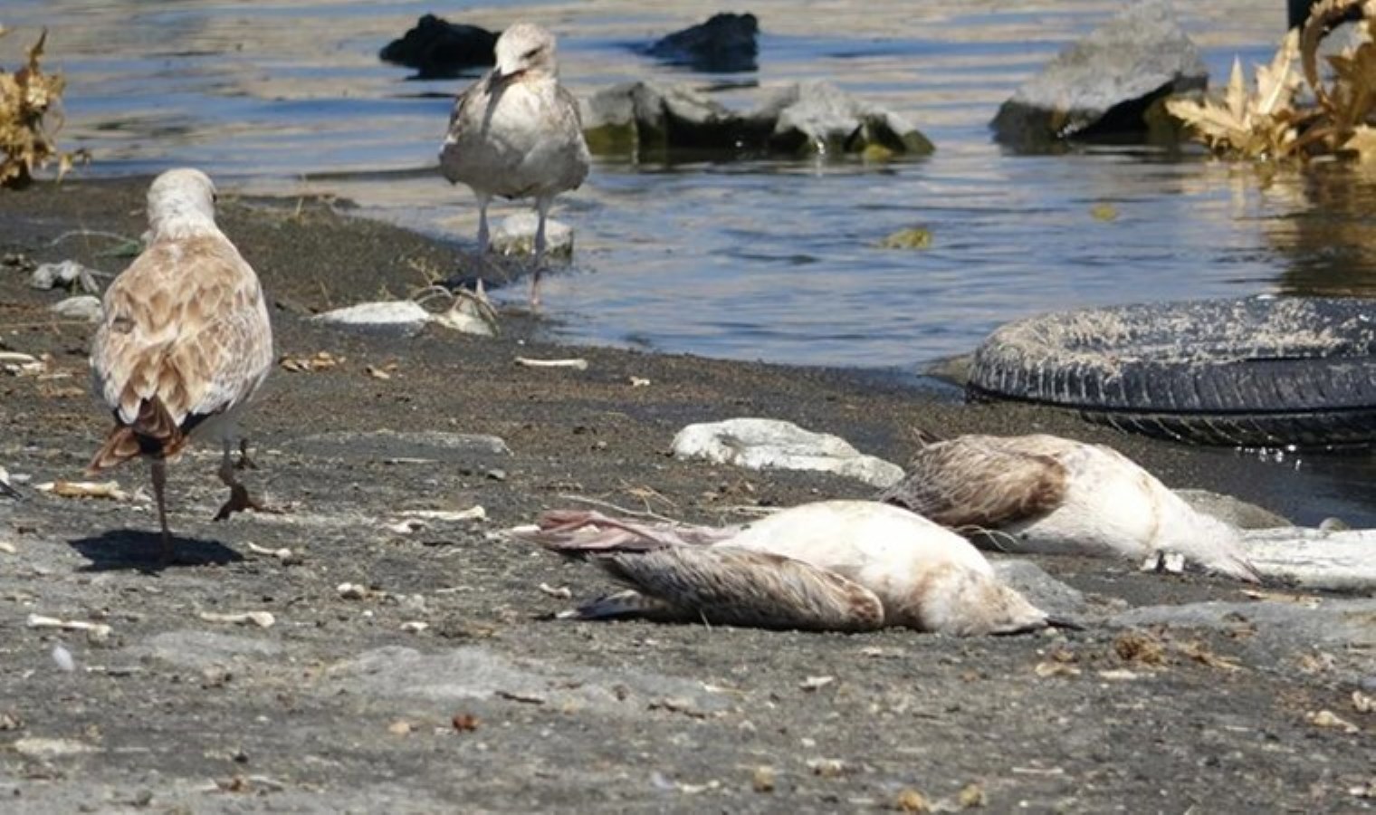 Atatürk Barajı’ndaki martı ölümlerinin nedeni araştırılıyor: ‘Daha evvel bu türlü bir durum hiç olmadı…’