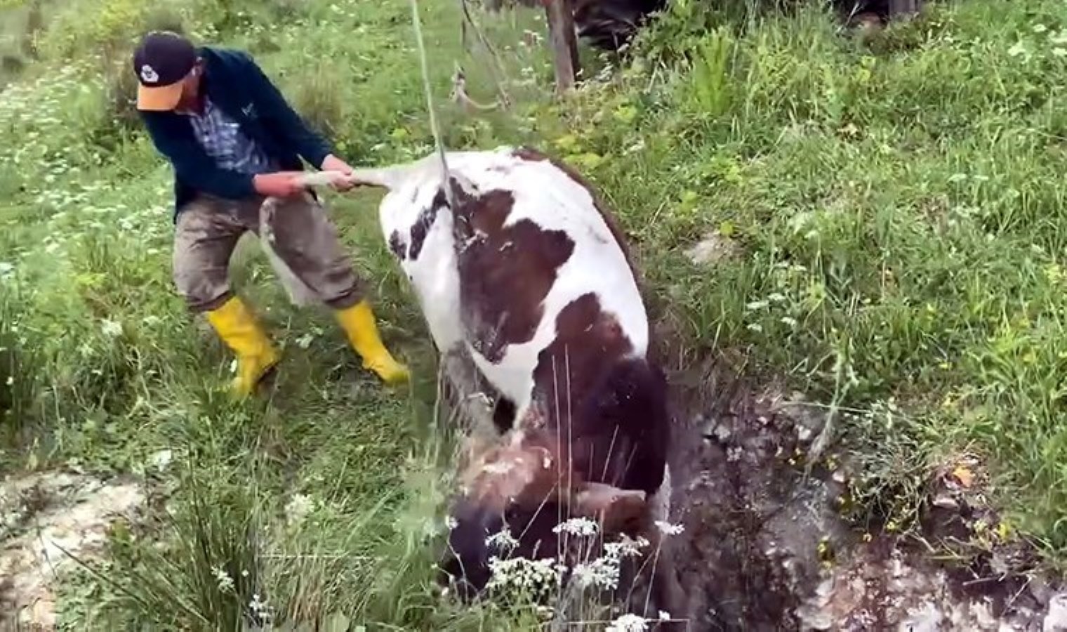 Avcılar’da kuyuya düşen dana 10 gün sonra bulundu