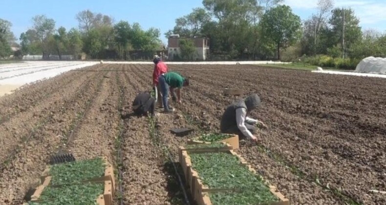 Bafra Ovası’nda ekim başladı: Günlük 1000 lira yevmiyeye personel bulamıyor