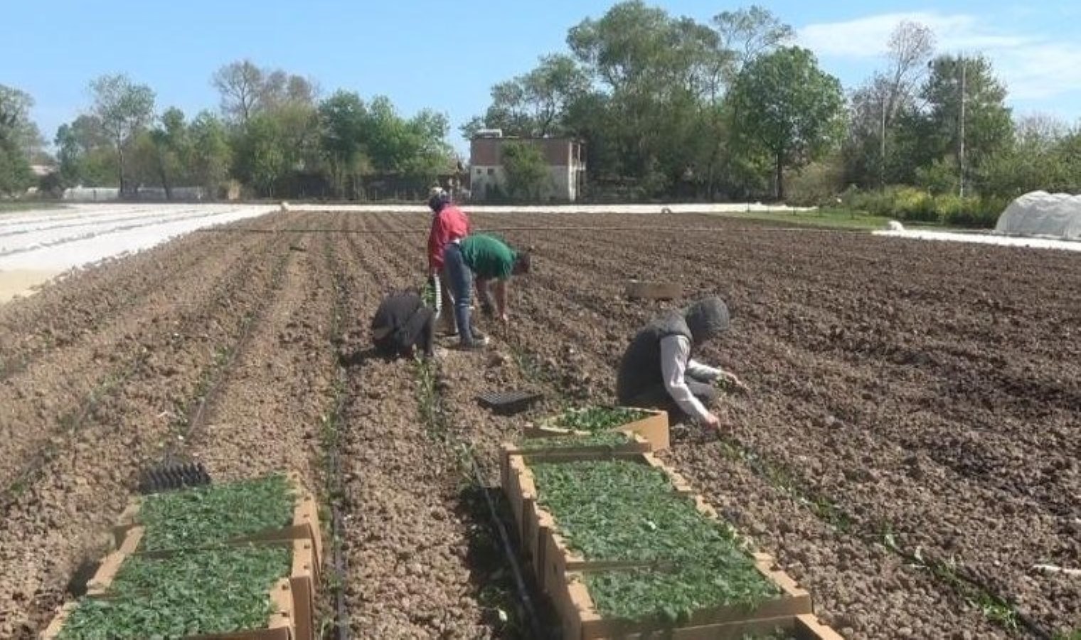 Bafra Ovası’nda ekim başladı: Günlük 1000 lira yevmiyeye personel bulamıyor