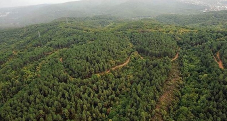 Bakanlık onay verirse Muğla, Aydın ve Edirne’de bınlerce ağaç kesilecek