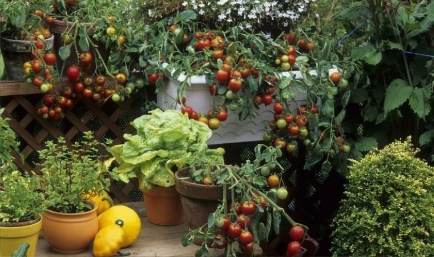 Balkonunuzda kolaylıkla yetiştirebileceğiniz 10 zerzevat ve meyve!