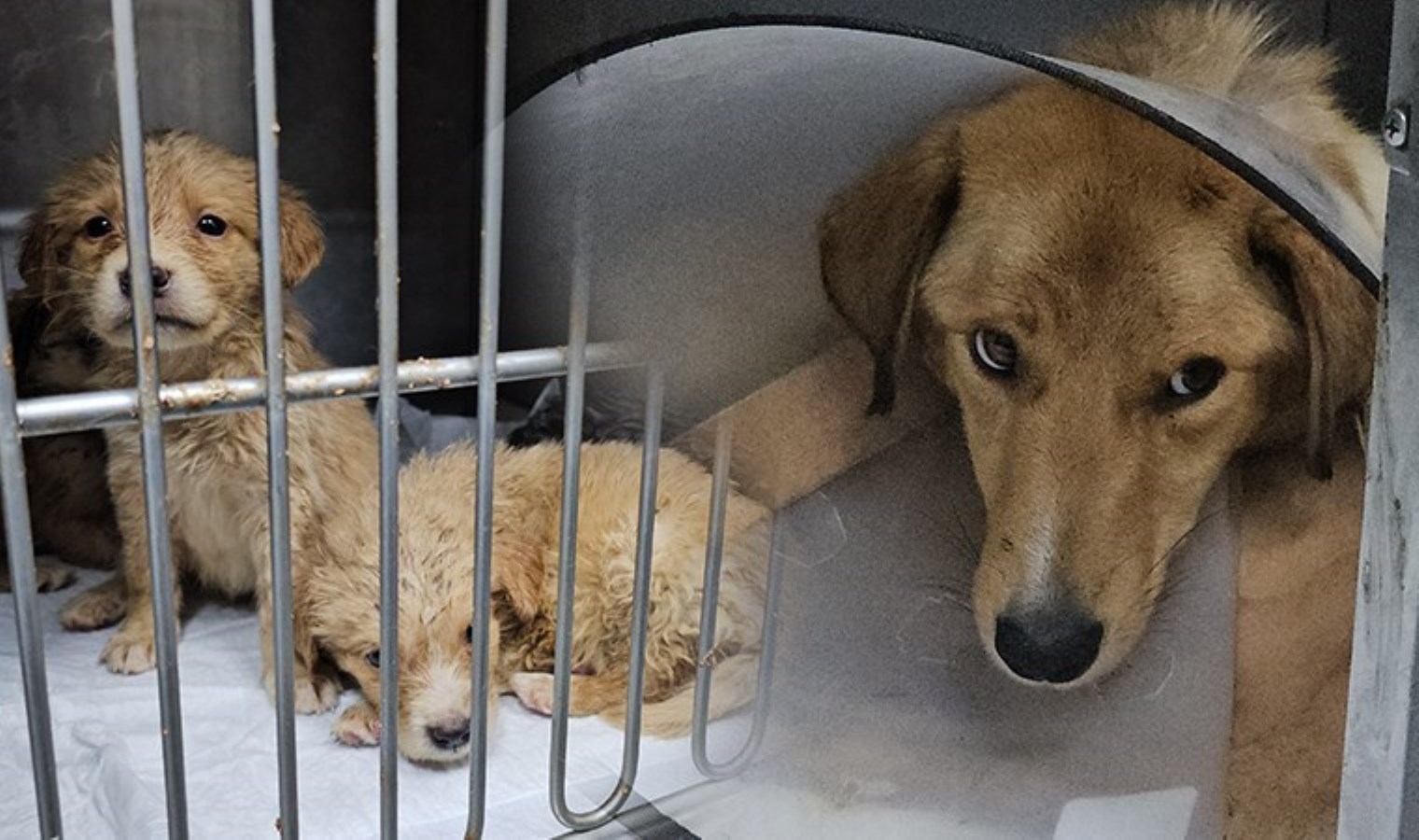 Başıboş insan, gebe köpeği pompalı tüfekle vurdu: Yavrusu kurtarılamadı…