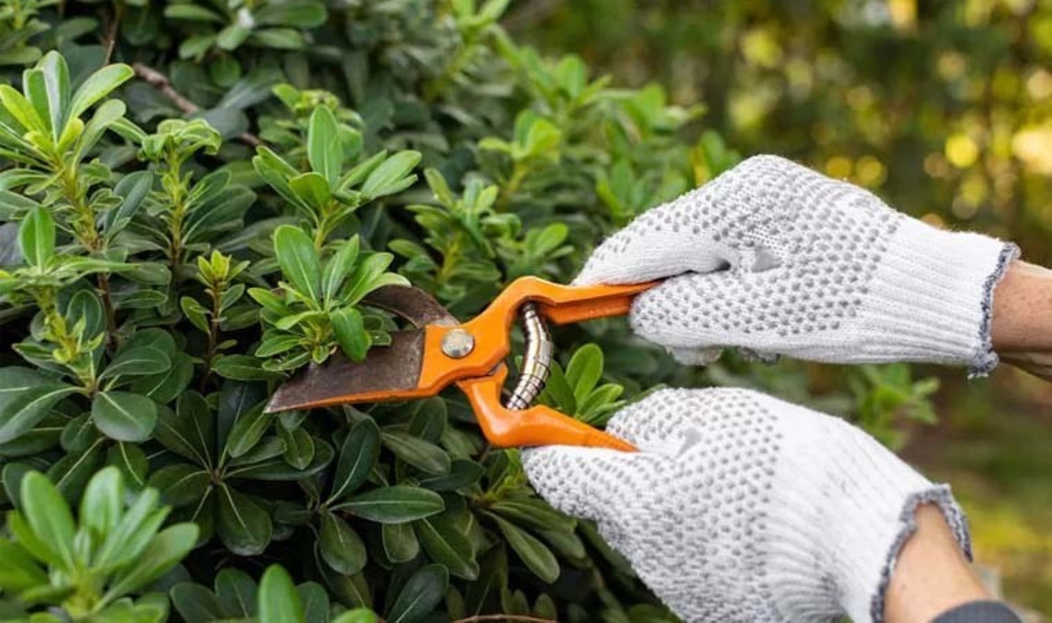 Bilimden farklı keşif: Hasat vaktinde bitkiler çığlık atıyor!