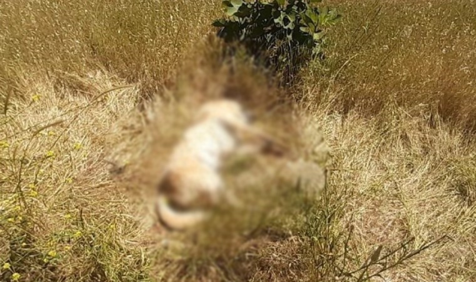 Bodrum’da kedi ve köpek katliamı!