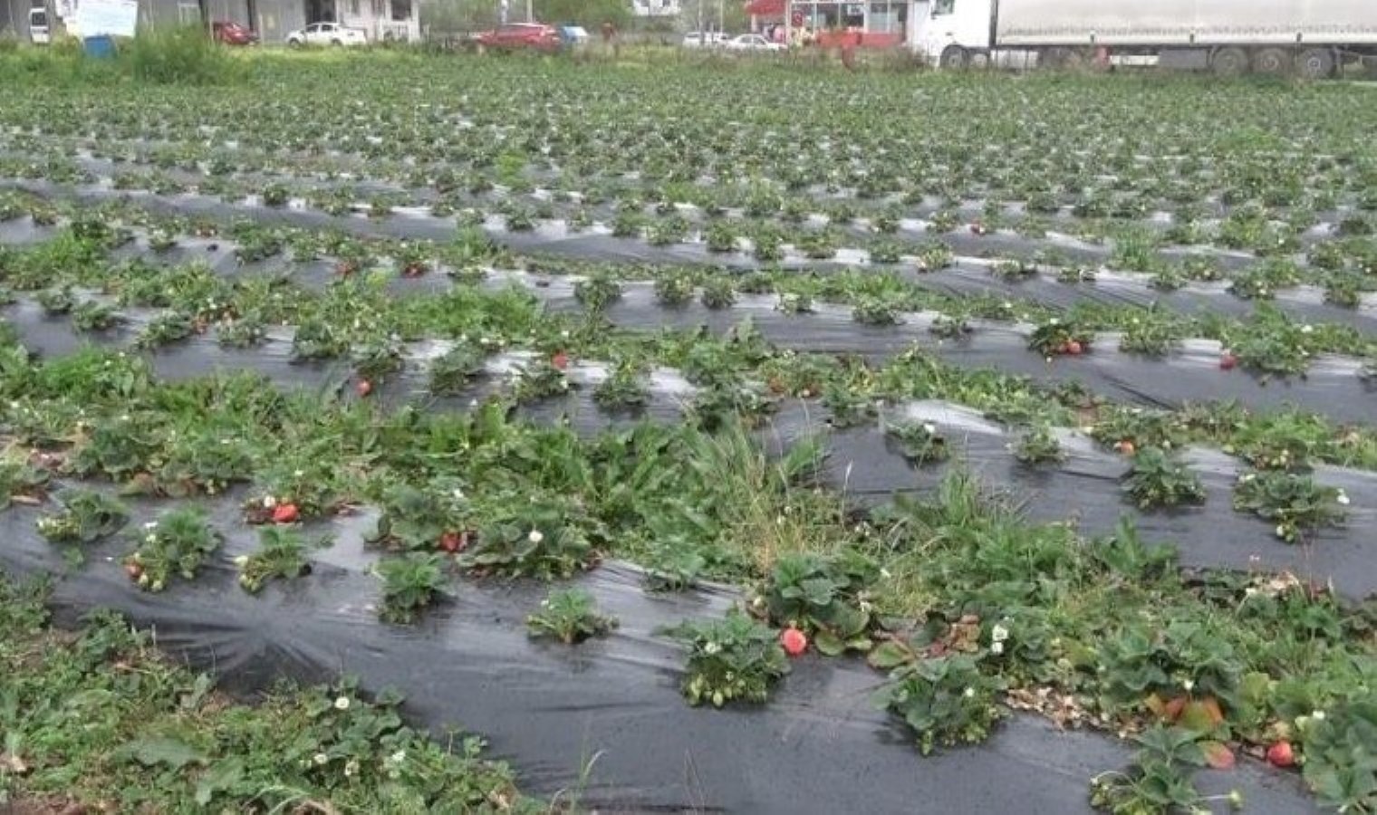 Bu tarlada eserleri müşteri topluyor: Kilosu 100 TL